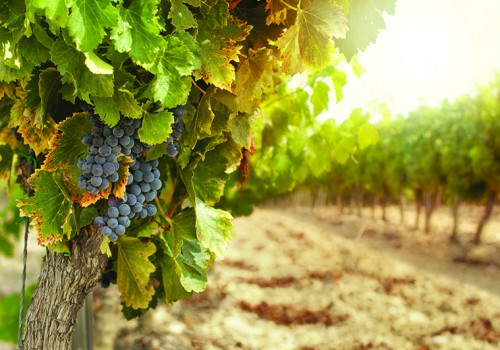 Vineyards at sunset