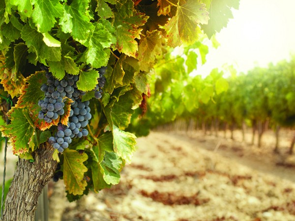 Vineyards at sunset