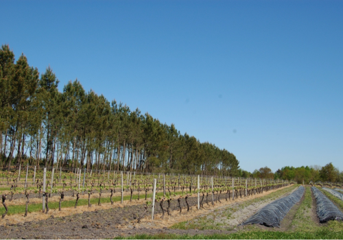 asperge-vigne-foret